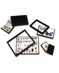 Boîte entomologique vitrée